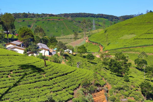 Berglandschap in Sri Lanka