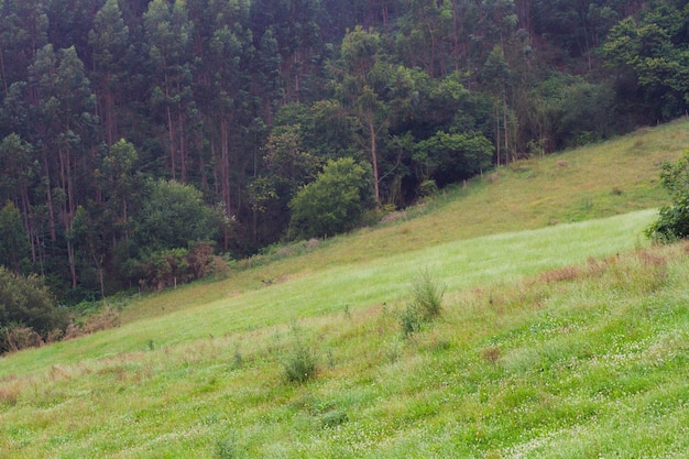 Berglandschap Levende natuur met bomen en nat gras van de regen Rust en gezonde adem