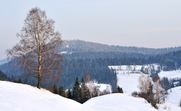 Berglandschap met besneeuwde bossen