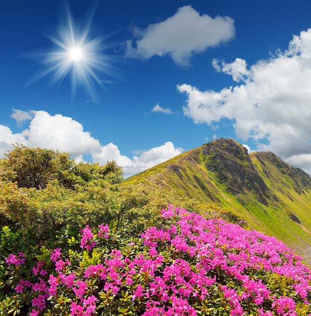 Berglandschap met bloemen van rododendron