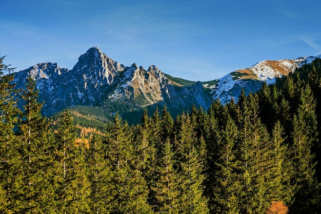 Berglandschap met boombos