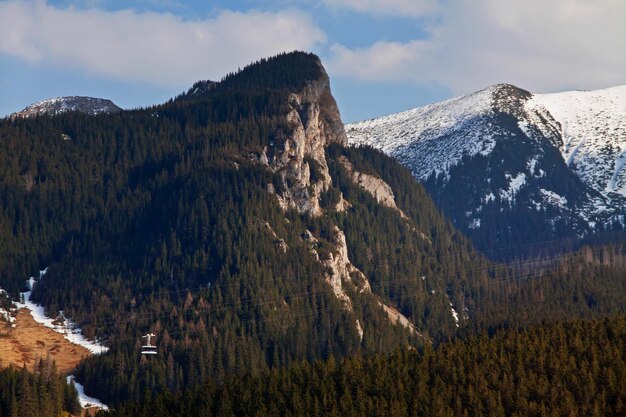 Berglandschap met boombos