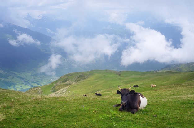 Berglandschap met een koe in een weiland. Wolken over de weide. Svaneti-gebergte, Kaukasus, Georgië
