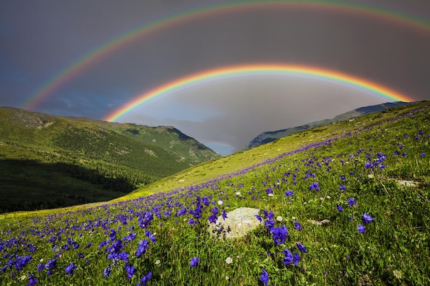 Berglandschap met een regenboog over bloemen