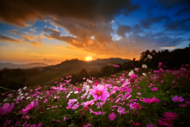 Berglandschap met kosmos bloemen tuin veld in dramatische avondrood