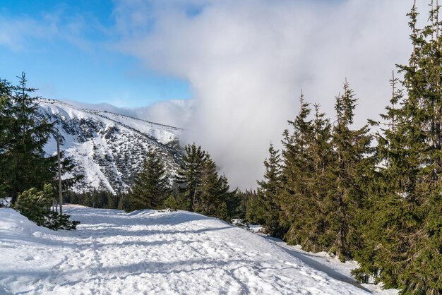 Berglandschap Sneeuwbomen langs het pad naar Sniezhka Peak Zonnige dag Krkonose Krkonosze Polen