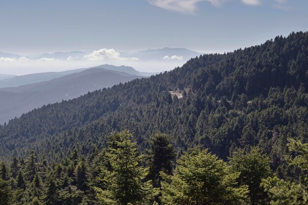 Berglandschap Uitzicht op de bergen dennenbossen in de ochtend mistige dag West-Griekenland berg Nafpaktia