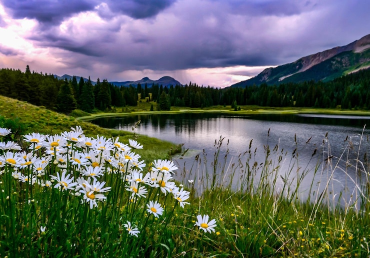 Foto bergmarguerite patch