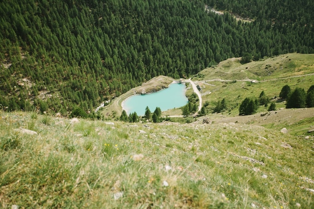 Bergmeer in Zwitserland omgeven door pijnbomen