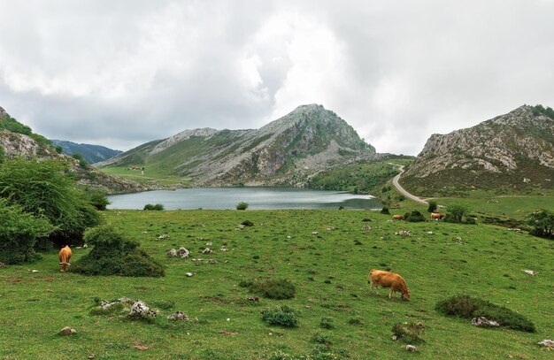 Bergmeer Picos de Europa Spanje