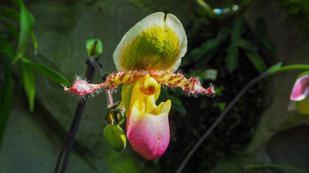 Bergorchidee uit Orchideeëntuin Sinagapore