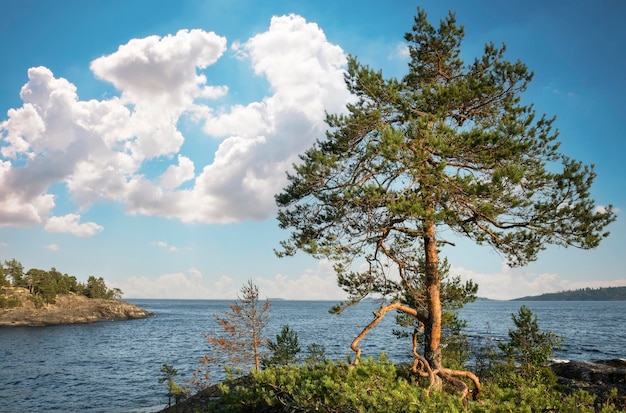 Bergpijnboom op een rots Ladoga Skerries National Park Prachtig uitzicht op de rotsen en het meer van Ladoga in het grootste meer van de Republiek Karelië in Europa