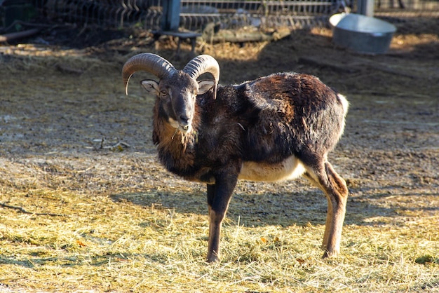 Bergram met grote hoorns staat op het groene gras