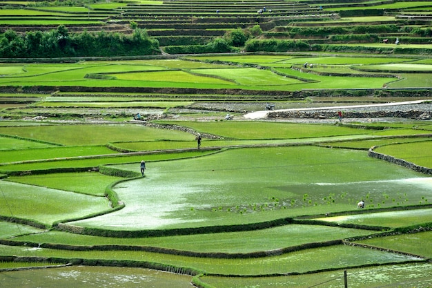 Bergrijst in Vietnam