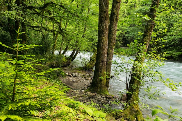 Bergrivier in de bergen van Abchazië