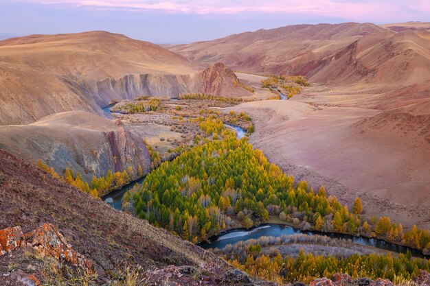 Bergrivier in de vallei met uitzicht op de gele lariksbergen en de herfst bij dageraadlai Rusland