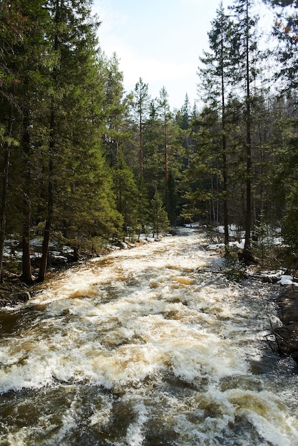 Bergrivier in het bos