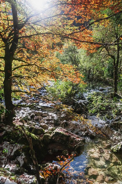 Bergrivier in het herfstbos in Slovenië