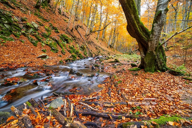 Bergrivier met herfstbladeren en keien begroeid met mos in het herfstbos van de Karpaten