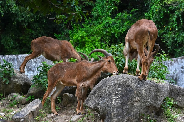 bergschapen foerageren