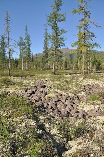 Bergtaiga op het putorana-plateau