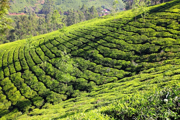 Foto bergtheeplantage in india