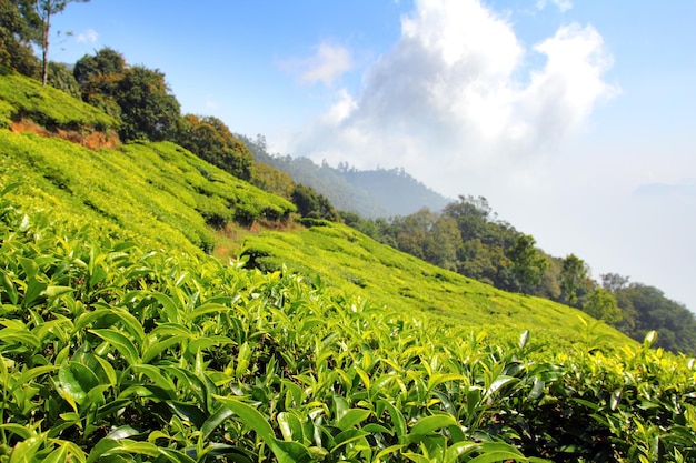 Bergtheeplantage in India