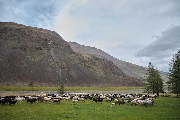 Bergvallei van het Altai-gebergte fantastisch landschap van dieren in het wild geweldig uitzicht op de bergketens Wandeling