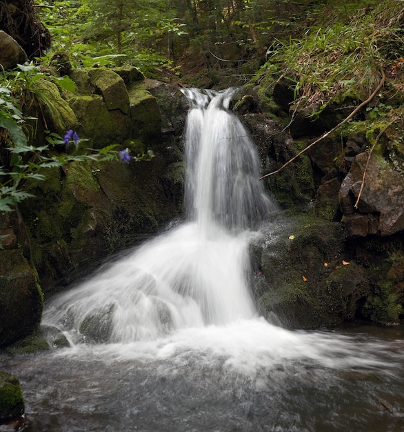 Bergwaterval in het donkere wilde karpatische woud.