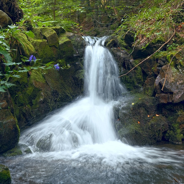 Bergwaterval in het donkere wilde Karpatische woud.