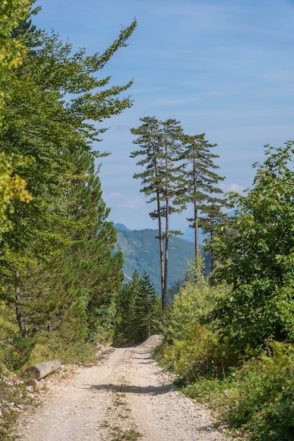 Bergweg en groen naaldbos Montenegro Europa