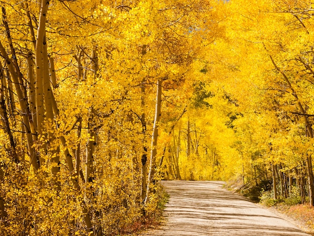 Bergweg op zonnige herfstdag op boreas pass, colorado.