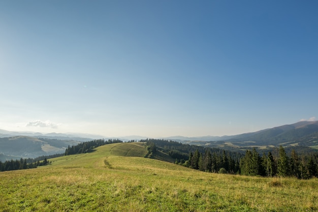 Bergweide met groen gras, pad, bos en bergen