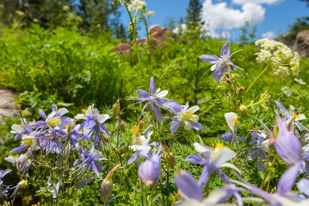 Bergweide op zonnige dag Natuurlijk zomerlandschap