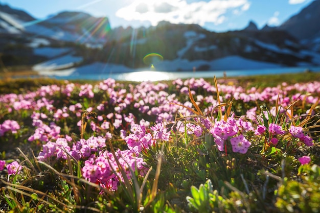 Foto bergweide op zonnige dag natuurlijk zomerlandschap