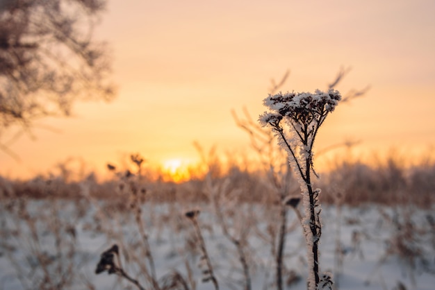 Berijpte bloemen in het zonsonderganglicht