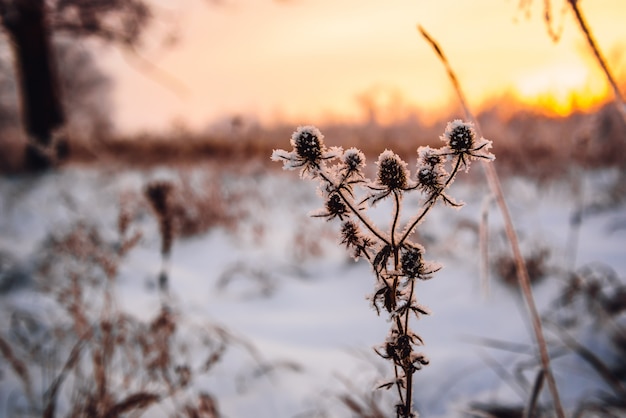 Berijpte bloemen in het zonsonderganglicht