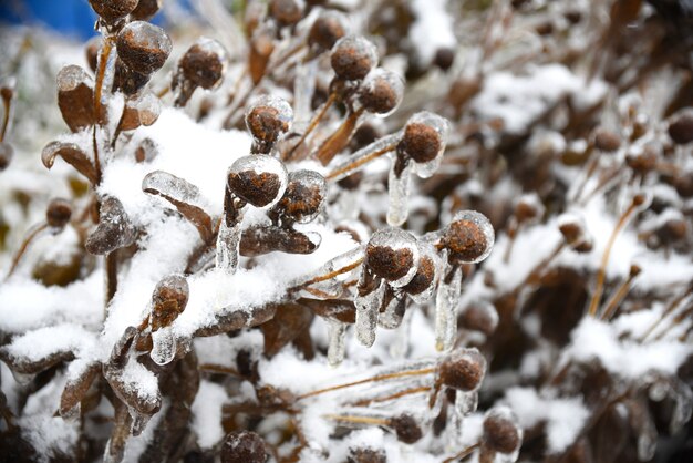 Berijpte overblijfselen van bloemen met sneeuw en ijs