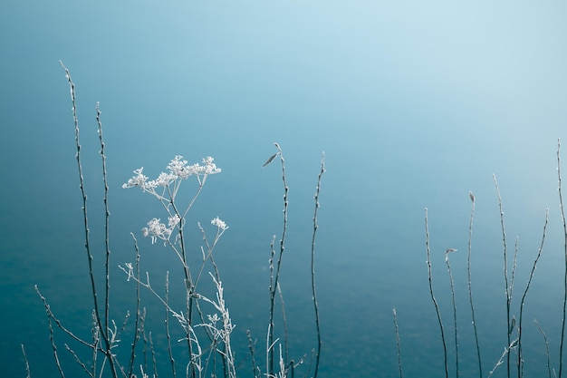 Berijpte planten aan de oever van het meer Winter natuur achtergrond