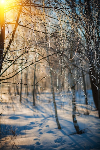 Berijpte takjes van berkboom in de winterbos bij zonsondergang