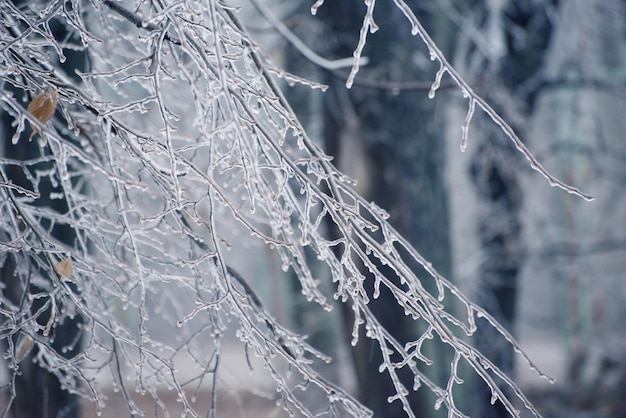 Berijpte takken bedekt met ijs winter seizoensgebonden achtergrond selectieve focus afbeelding