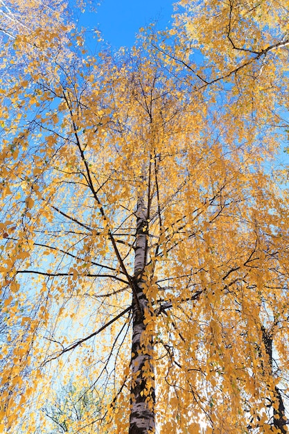 Berk in de herfst