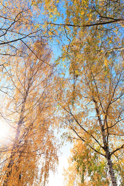 Berk in de herfst