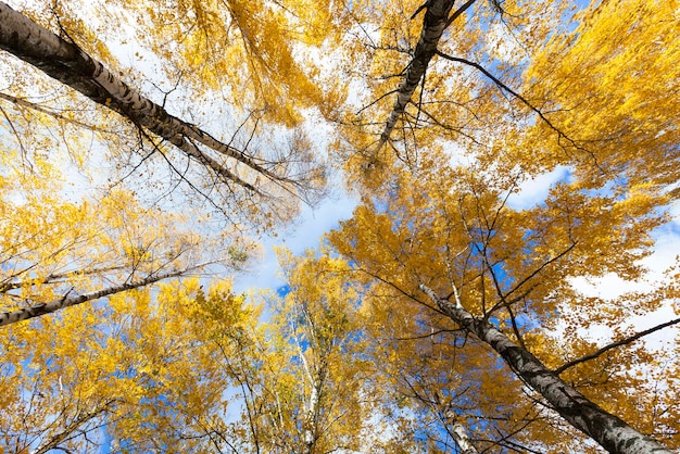 Berk in de herfst