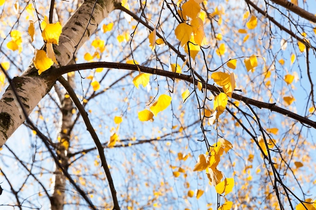 Berk in de herfst