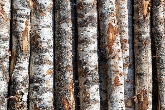 Berk logt in rijen. de bomen zijn gestapeld met stapels. hout. hoge kwaliteit foto