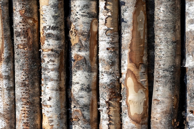 Berk logt in rijen. de bomen zijn gestapeld met stapels. hout. Hoge kwaliteit foto