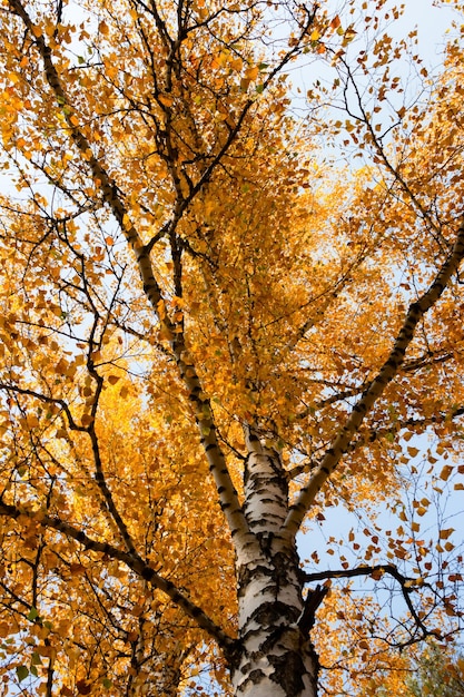 Foto berk met gele bladeren op een hemelachtergrond