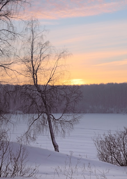 Berk op een besneeuwde vlakte bij zonsopgang