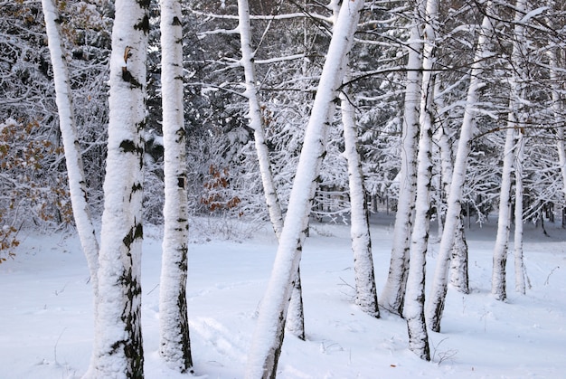 Berkbomen in de wintersneeuw